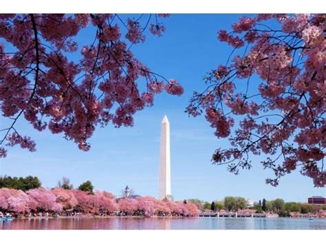 Check Out The Dc Blooms On Cherry Blossom Cam North Potomac Md Patch