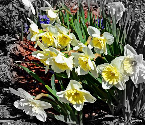 Daffodils Photograph By Sue Rosen Fine Art America