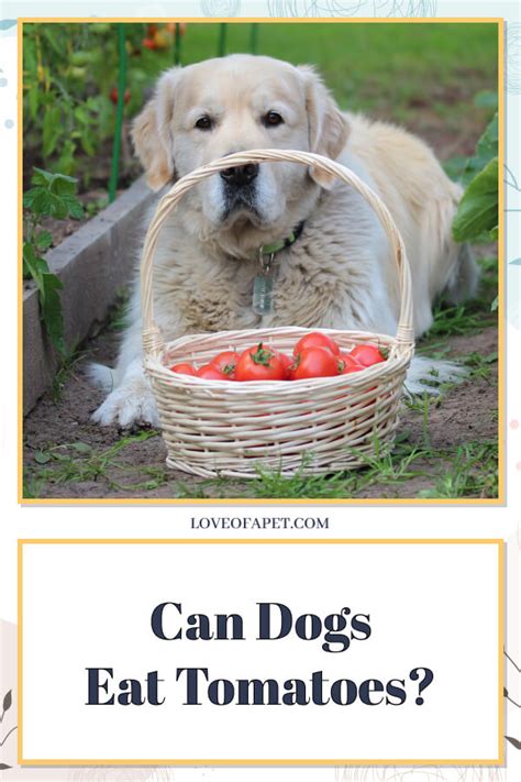 Can Dogs Eat Tomatoes Love Of A Pet