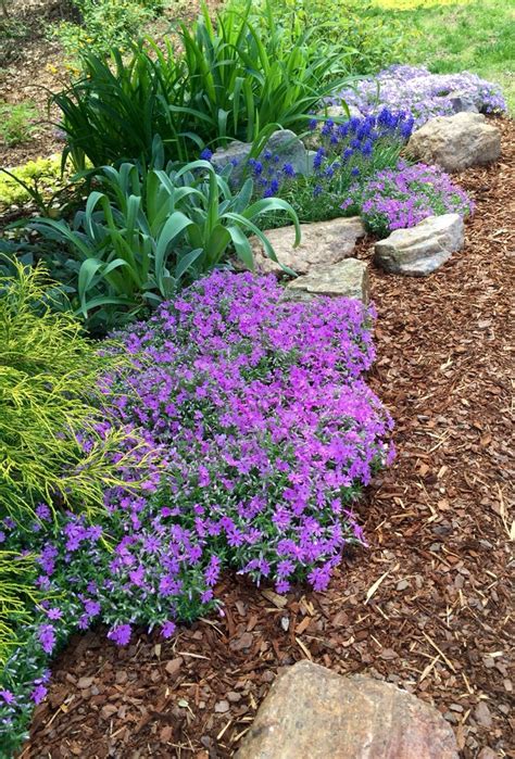 Phlox In Pots A Guide To Growing These Beautiful Flowers