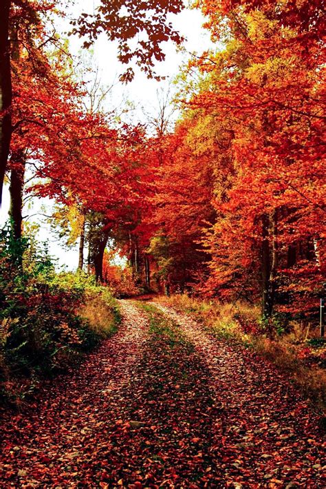 Autumn Road Photographer And Location Unknown Widespread But Unable