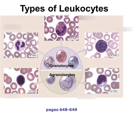 Types Of Leukocytes Diagram Diagram Quizlet