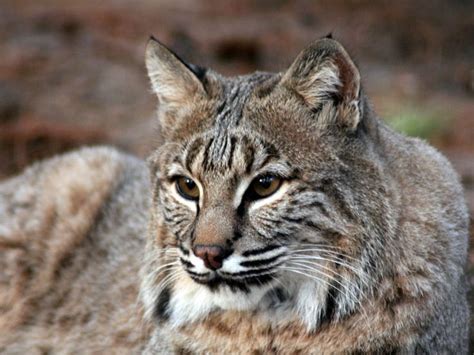 Buy and sell on gumtree australia today! Bobcat at GarLyn Zoo in Michigan's Upper Peninsula | Zoo ...