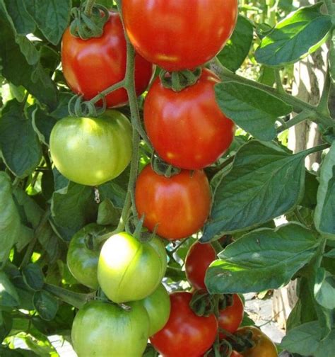 25 Moneymaker Tomato Seeds Heirloom Frees Usa Shipping Etsy