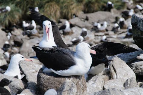 Black Browed Albatross On Westpoint Island Stock Photo Image Of