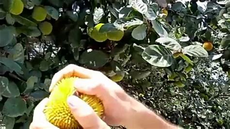 Little Jackfruit Youtube