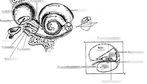 Cochlea Diagram Quizlet