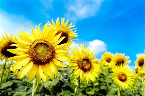 Sunflowers Shot Of Sunflowers Against The Blue Sky Ninja Flickr