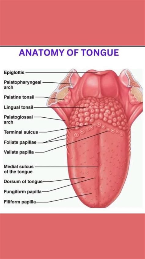 Anatomy Of The Tonguesave For Future Referencecredit Medicalguruji