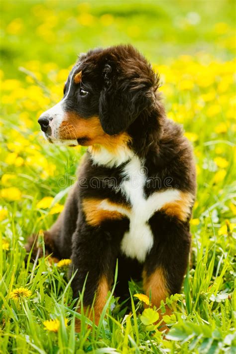 Bernese Mountain Dog Berner Sennenhund Puppy Stock Image Image Of