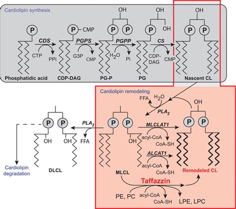biosynthesis and remodeling of cardiolipin putative pathways of cl download scientific diagram