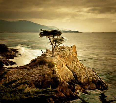 Lone Cypress Detail 2 Photograph By Barbara Snyder Fine Art America