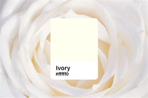 Everthing About Ivory Color An Ultimate Guide