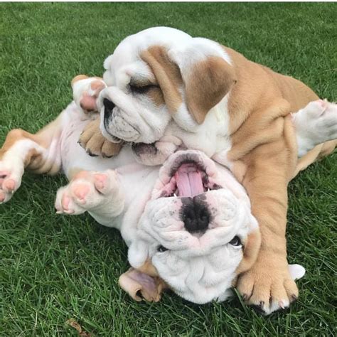 Unfollow dog paw balm to stop getting updates on your ebay feed. ⭐️ THE ORIGINAL BULLDOG BALM ⭐️ Cleverly formulated from ...