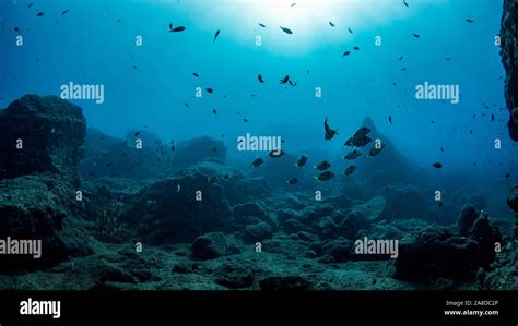 Atlantic Underwater Landscape With Fish And Sunlight Stock Photo Alamy