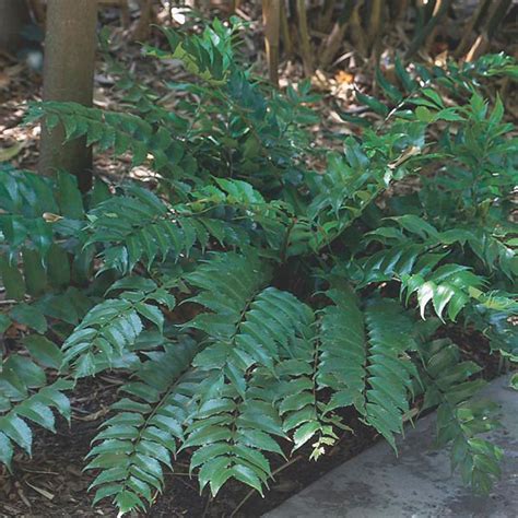 It is hardy to zone (uk) 9. Japanese Holly Fern (Cyrtomium falcatum) | My Garden Life