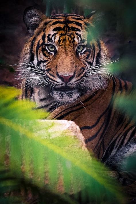 Amazing Wildlife Tiger Photo Tigers Large Cats Big Cats Cats And