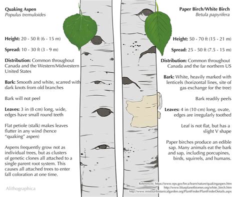 Science Fact Friday Aspen Or Birch By Alithographica On