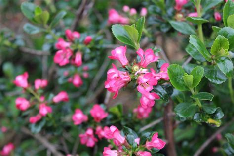 Escallonia Pride Of Donard Flowering Evergreen Hedging Shrub Plant 9cm