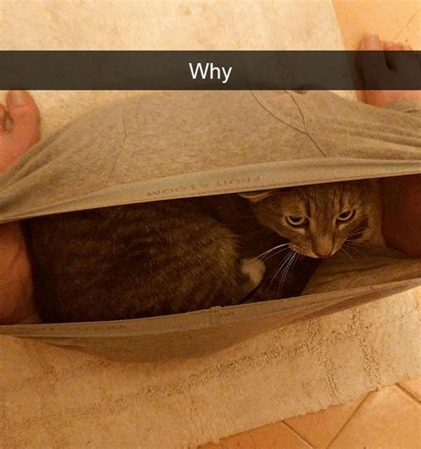 10 Hilarious Animal Snapchats Guaranteed To Make You Laugh Out Loud