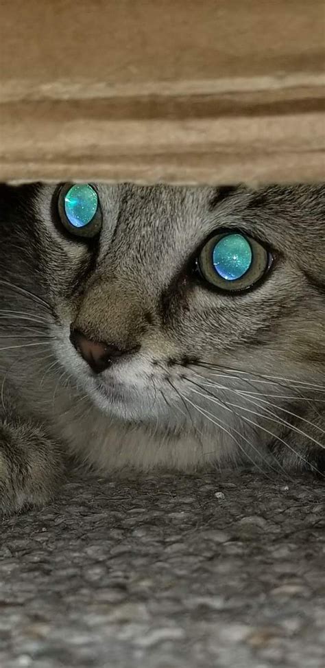 My Cats Eyes Look Like Space Cats Tapetum Lucidum Cat Laser