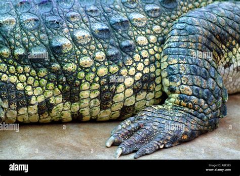 Crocodile Back Leg Foot Scaly Scales Croc Feet Skin Reptile Stock