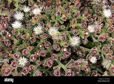 Ice Plant Soda Plant Crystal Ice Plant Mesembryanthemum Crystallinum