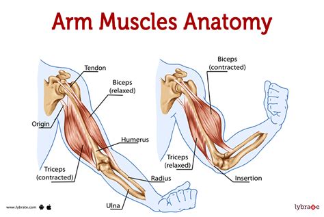 Muscles Of The Arm Laminated Anatomy Chart