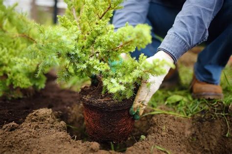 7 Things We Learned From Our Gardens In 2021 Triple Tree Nurseryland