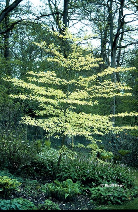 Paired with their average height of 20 feet, dogwoods are an impressive feature in any garden. Janine dogwood - Google Search | Conifers garden, Garden ...