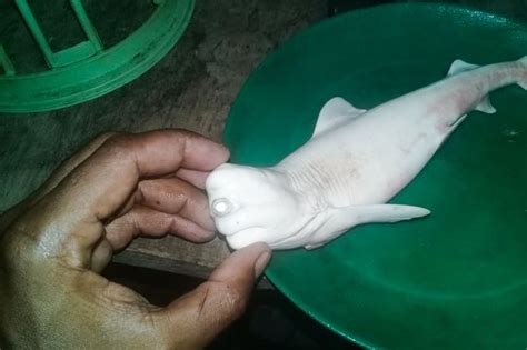 Cyclops Albino Baby Shark With One Eye Absolutely Baffles Fishermen