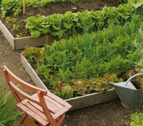 Gemüsebeet planen Tipps für praktisch orientierte Gärtner