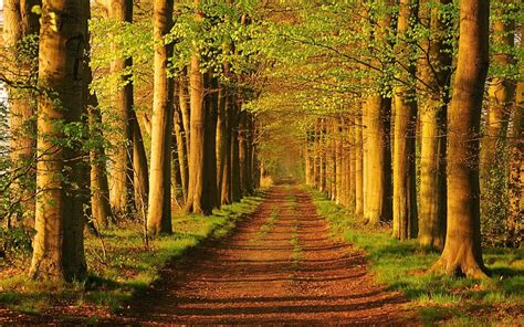 Landscapes Nature Trees Roads Parks Peaceful 1920x1200 Wallpaper High Quality Wallpapershigh