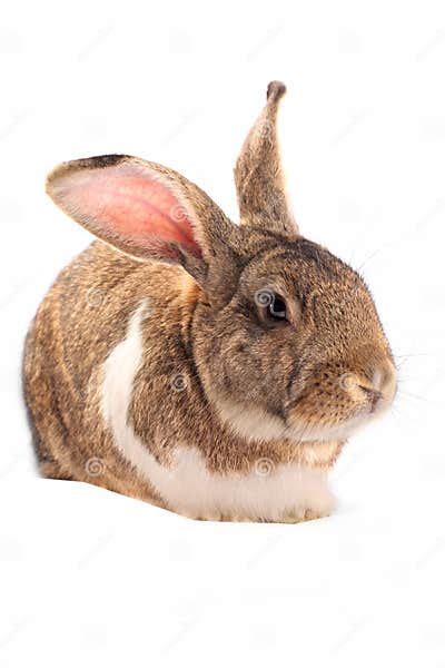 Isolated Sleepy Rabbit Stock Image Image Of Holiday Lawn 8164517