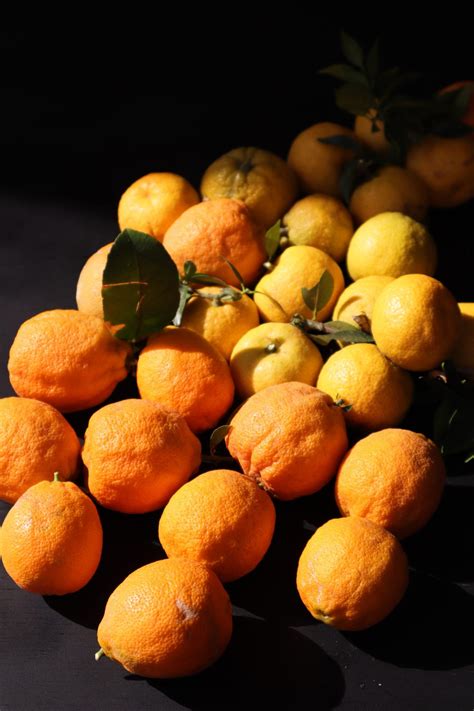 Homemade Bitter Orange-Chinotto Marmalade | Annalena's Heart(h)beat