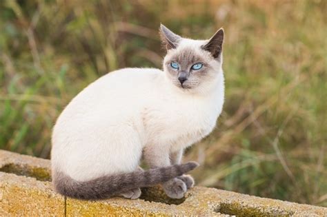 Types Of Siamese Cats Blue Point Cats Gry