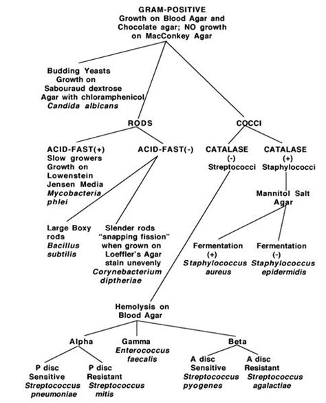 Gram Positive Flow Chart Microbiology Medical Laboratory Science