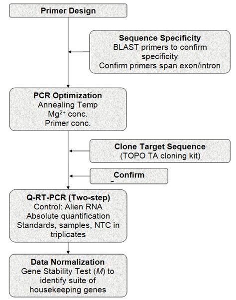 Real Time PCR Quantification Using Cloned Standards And Multiple