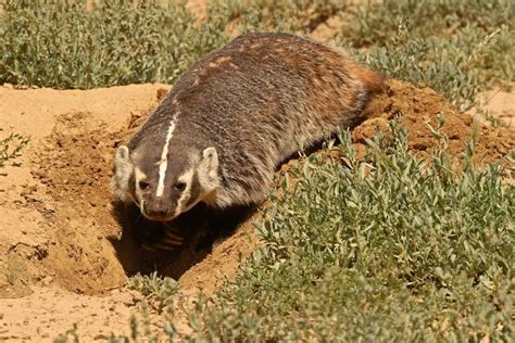 Badger Dens The Ultimate Guide Assorted Animals