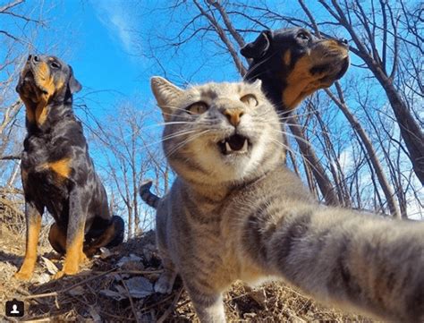 manny the selfie cat takes impressive photos of himself with a gopro camera cute funny