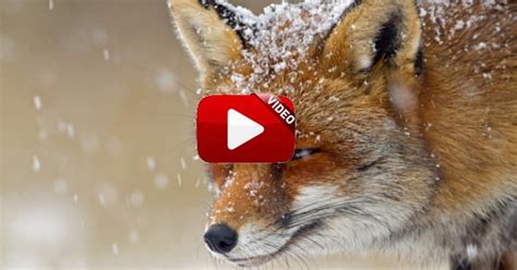 una zorra intenta dar caza a una corza atrapada en la nieve
