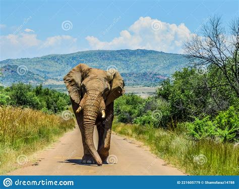 Huge And Musth African Elephant Loxodonta Africana Road Block In A