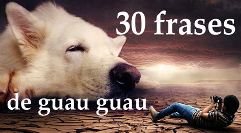 30 Frases Dedicadas A Los Perros