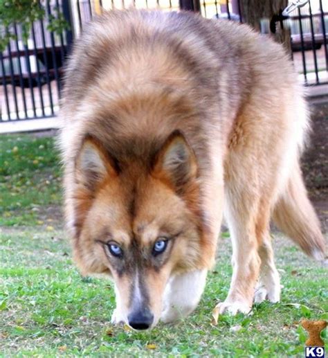 Pin By She Wolfheart On Wolf Dogs Wolf Dog Corgi Animals