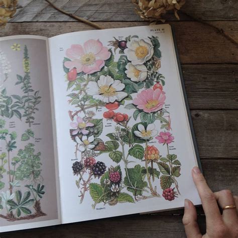 Wild Roses ️ This Wonderful Large Wildflower Guide Illustrated By