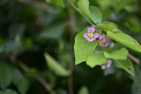 Purple Cherry Blossoms On The Branches And Green Leaf Stalks On The