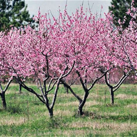 Pruning a peach tree opens up the tree and allows sunlight to shine on the fruit. How to Grow Peaches