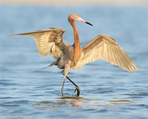 Bird Photography Reddish Egret Coastal Decor Florida Etsy