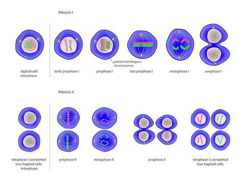 Meiosis Cell Division Photograph By Science Photo Library Fine Art