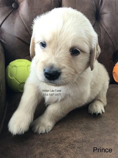 Golden retrievers for sale in seattle. Prince - Golden Retriever | Adopt English Golden ...